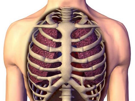 Maybe you would like to learn more about one of these? ¿Qué es Torax? - Su Definición, Concepto y Significado