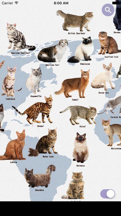 Cat Breeds Names With Pictures Pets Lovers