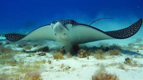 Eagle Ray An Extraordinary Rare Eagle Ray Spotted In The Great