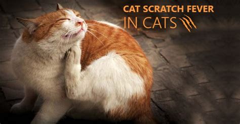 Cat Scratch Disease Archives Budgetvetcare Blog