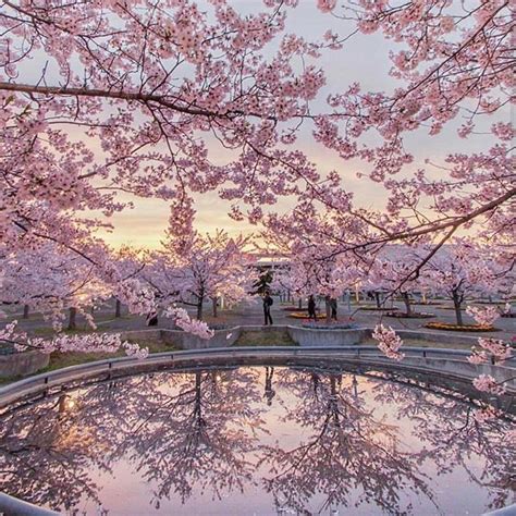 Cherry Blossoms In Chiba Japan Check Out Timothy In 2020 Beautiful