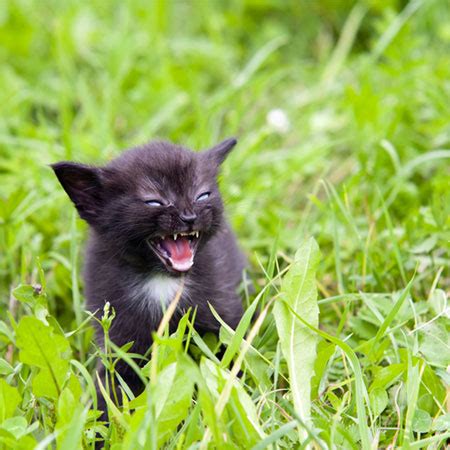 What shots do cats need? How Do Cats Get Rabies? - Catster