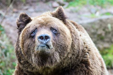 Bears Sadness Grizzly Bear Brown Bear Grizzly Bears