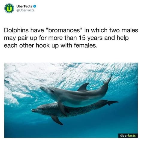 Omg Theyre Bros Male Dolphins Have Actual Sex Rachillesandhispal