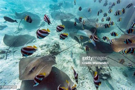 Southern Stingray Photos And Premium High Res Pictures Getty Images