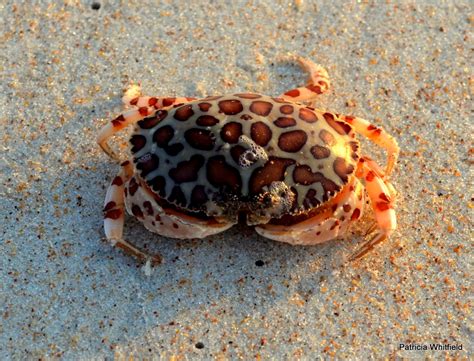 Photo Leopard Crab Aka Calico Box Crab Hepatus Epheliticus Blog