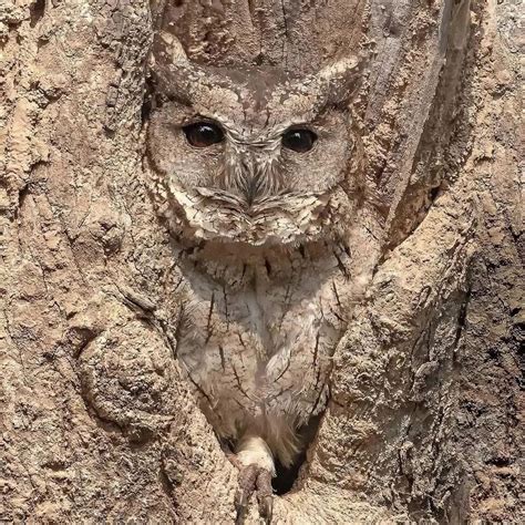 Camouflage Owl Amazing Rowls