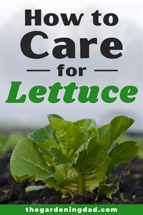 learn how to care for lettuce with these quick tips and steps this is perfect for beginners who