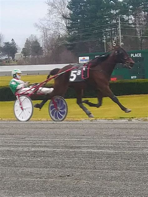 Pin By Vanessa On Harness Racing Harness Racing Majestic Horse Horses