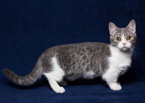 Most Popular Cat Breeds In America Stacker