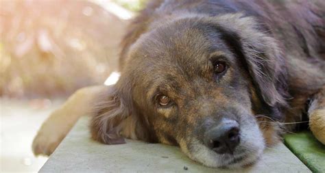 Senior Dogs For Adoption Why Adopting An Older Dog Is The Best Bechewy