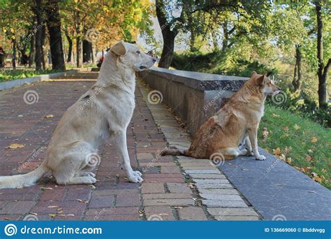 Two Dogs Are Sitting On The Road And Looking Into The Distance Close
