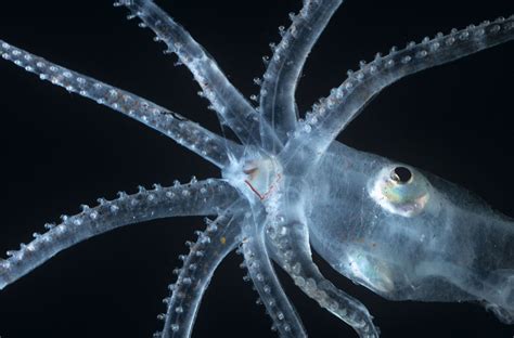 Beautiful Bioluminescent Creatures Light Up The Deep Ocean Ocean