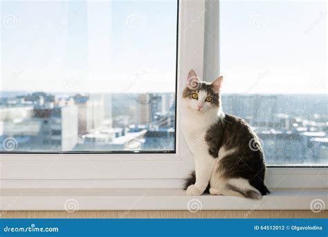 Young Cat Sitting On Window Sill Stock Photo Image Of Animal