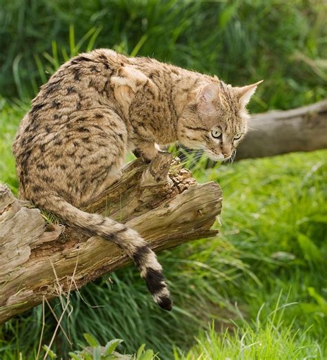 Male Asian Wildcat Or Indian Desert Cat Felis Silvestris Ornata
