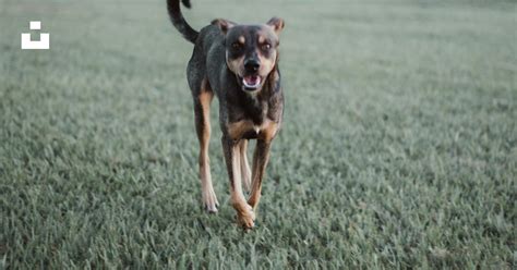 A Dog Running Through A Field Of Grass Photo Free Grey Image On Unsplash