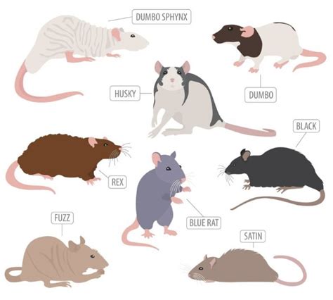 Pet Rat Breed And Varieties What Type Of Rats Are Your Pets Animallama