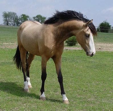 Find the perfect buckskin horse stock photos and editorial news pictures from getty images. What makes a buckskin a "true" buckskin? - The Horse Forum