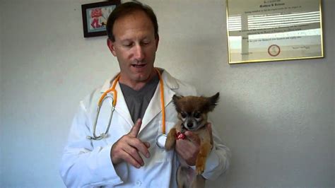 Your pet's health is always our number one priority—however, we are not an emergency clinic. Pet Stop Vet Clinic Canine Heartworm Patient - YouTube