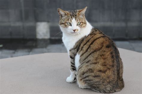 Tabby Cat Facts With Pictures