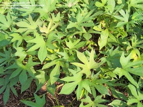 Plantfiles Pictures Sweet Potato Willow Leaf Ipomoea Batatas By