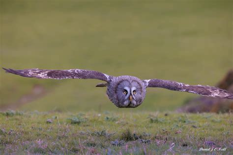 National Bird Of Prey Centre Falconry In Ireland