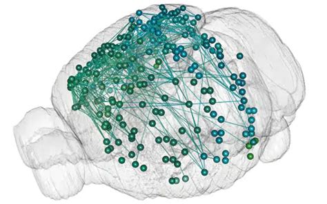 Revolutionary Method To Map The Brain At Single Neuron Resolution Is