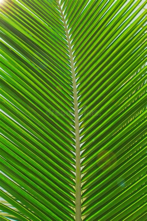 Palm Leaves Texture Stock Photo Image Of Color Botanical 94719528