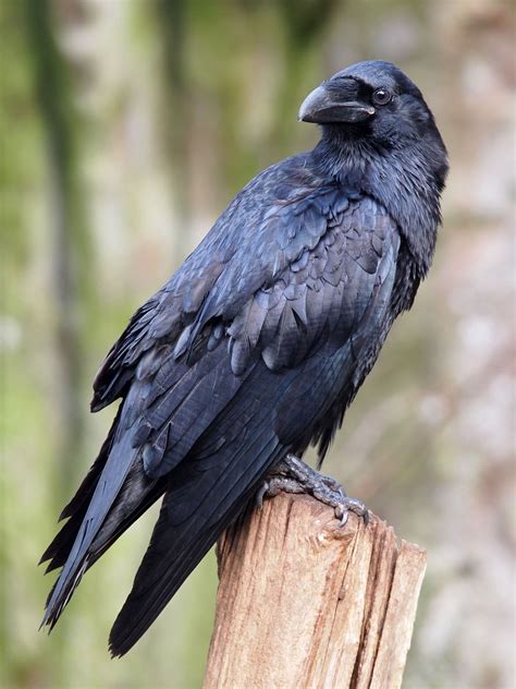 Standing Raven Lrg 1 Raven Bird Raven Raven Pictures
