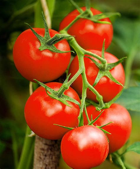 Homestead Heirloom Tomato Premium Seed Packet · Sherwood's Seeds ...