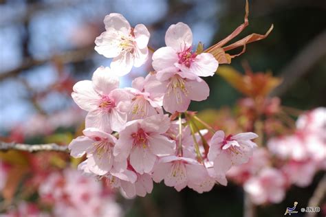 Les Cerisiers En Fleurs Du Japon