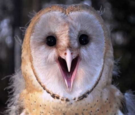 15 Ridiculously Adorable Baby Owls Baby Barn Owl Baby Owls Owl