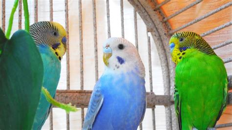 Fantastic Male Parakeets Chirping Listen To Budgies Sounds To Reduce