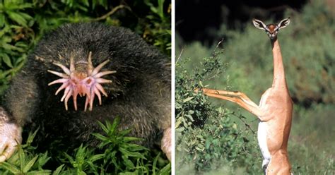 20 of the world’s most unique animals