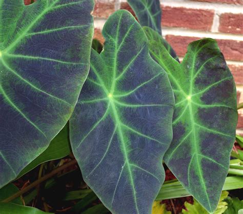 Elephant ears create a tropical paradise | Mississippi State University