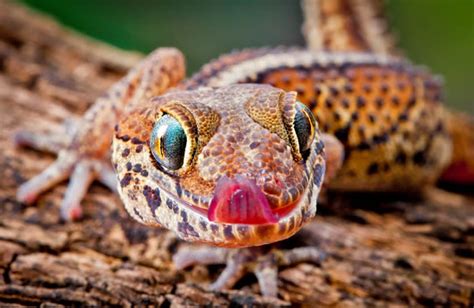 Beautiful Creatures 21 Amazing Gecko Close Ups