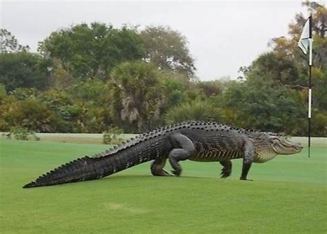 Meanwhile In Florida Monster Alligator Invades Golf Course