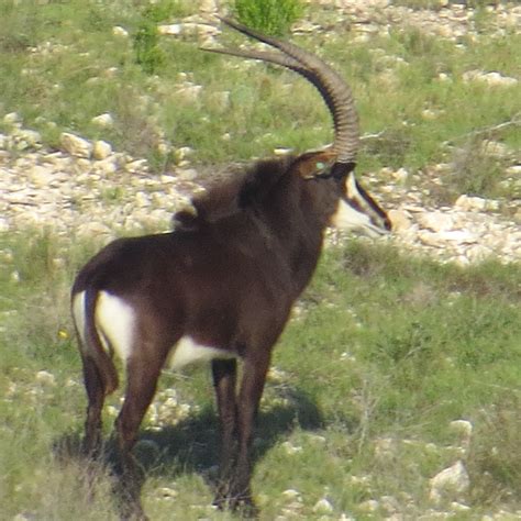 Sable — Texas Divide Ranch