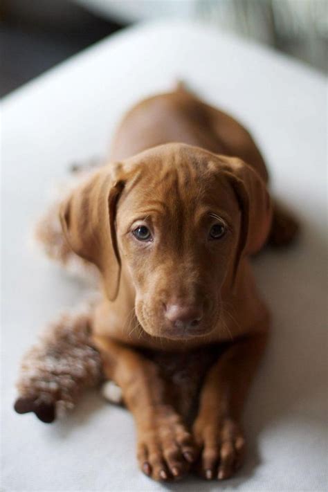 Otherwise known as the hungarian pointer, this dog is believed to have been developed early this century vizslas can measure an average of 22 inches at the shoulder and may weigh up to 65 pounds. 12 bizonyíték arra, hogy a ma­gyar vizsla több, mint kutya!