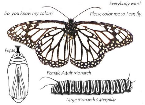 Coloring Monarch Caterpillar Dental Emergency Do You Know Me Garden