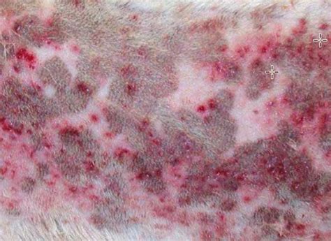 Dog Skin Pimples Pictures Causes And Treatment