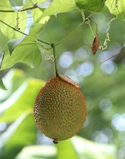 Gac Fruit The Southeast Asian Superfood You Havent Heard Of Yet