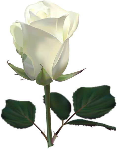 White Rose Png Image Flower White Rose Png Picture Transparent Image
