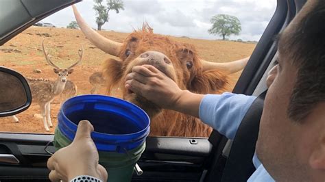 Entertaining bored kids everywhere, Zoos are turning to drive-thru