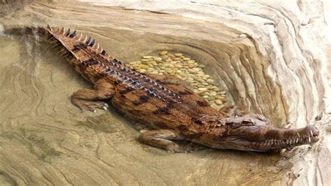 11 Toothy Facts About Gharials Mental Floss