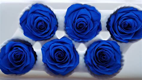 Royal Blue Preserved Roses Listing714793193royal