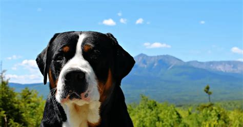 Greater Swiss Mountain Dog Breed Info Guide And Care