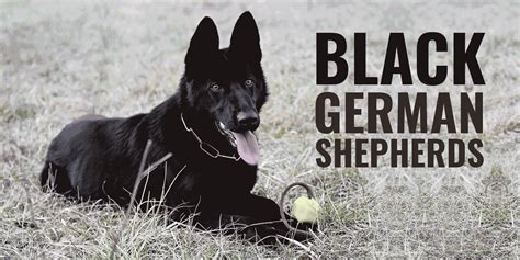 Black German Shepherds Genetics Prices And Breeders Free Guide