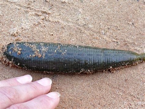 Giant Leech While We Were Leaving The Angkor Wat Temple Gr Flickr