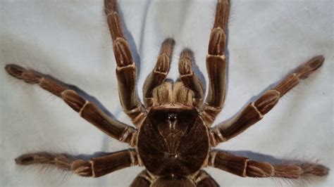 The Worlds Largest Goliath Birdeater Tarantula Theraphosa Stirmi Youtube